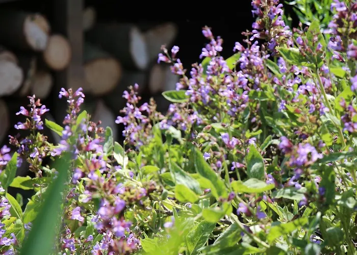 De Tuinkamer, Charme Logie&Table d’Hote