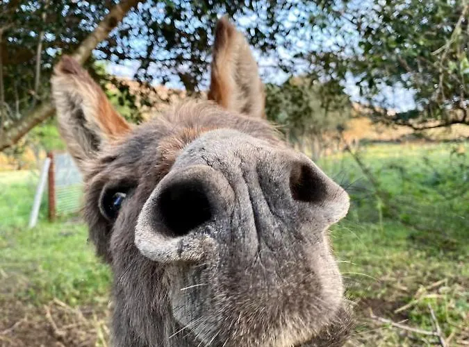 Hotel adatto agli animali: Agriturismo Lu Branu