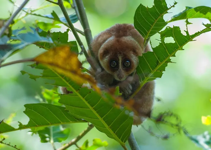Family Hotel: Shangri-La Rasa Ria, Kota Kinabalu