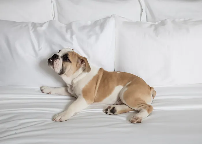 Motel: Hgu New York