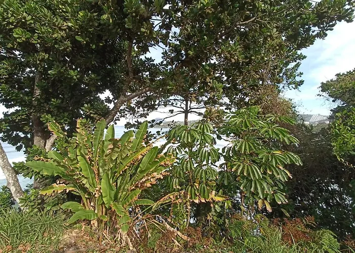 s Margarida