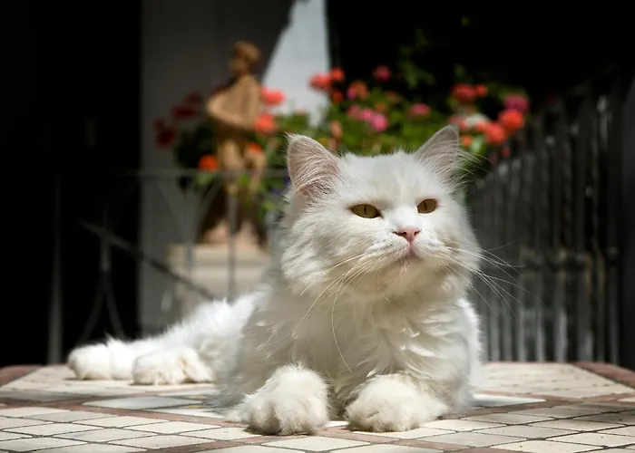 Jacuzzi-Hotel: Albergo Gatto Bianco