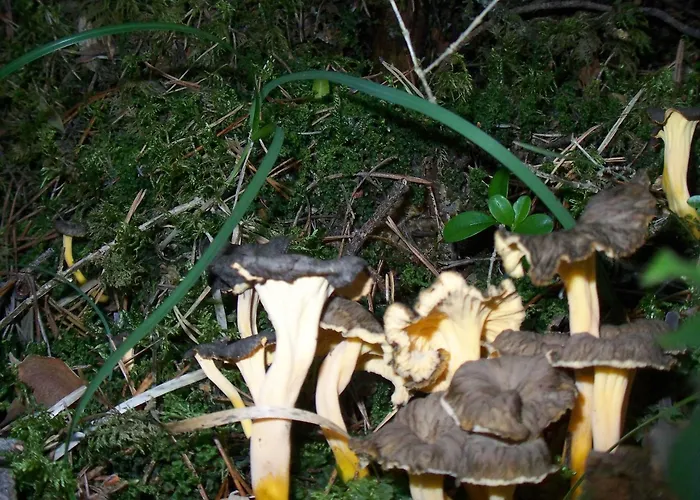 Hotel que admite mascotas: Camping Pineta