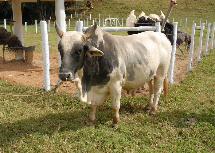 Fazenda Village Montana