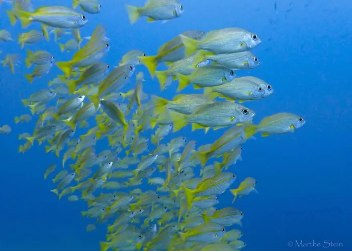 Gracey Dive Resort And Restaurant