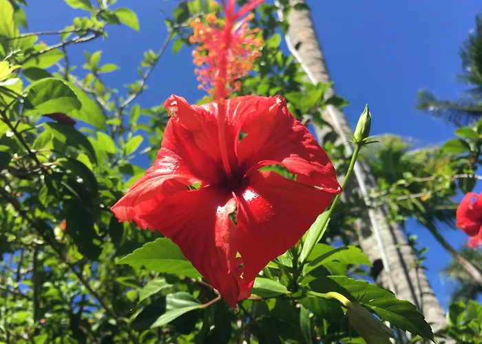 Taveuni Palms Resort