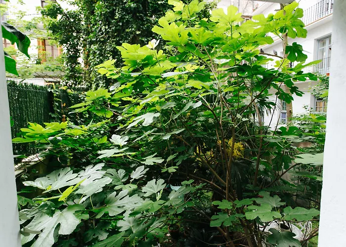 Hotel que admite mascotas: Hostal San Sebastian Centro