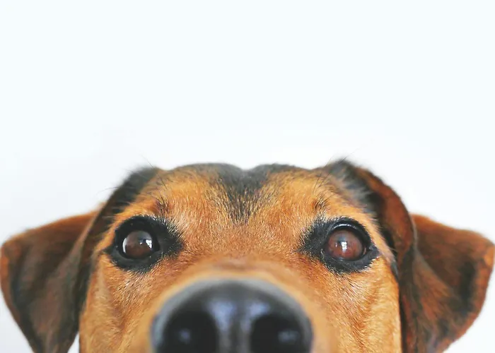 Hôtel pour familles: Hotel American