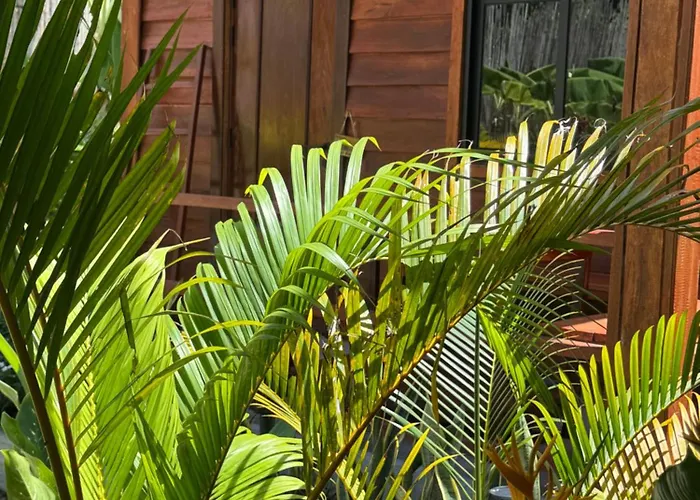 Coco Bungalows