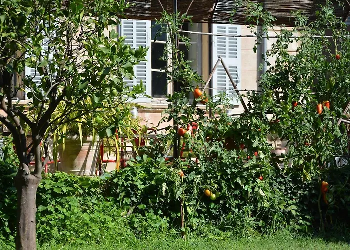 Les Passiflores