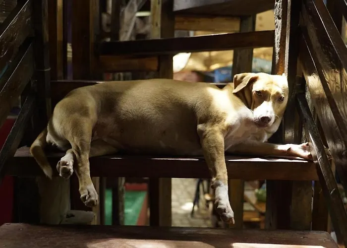 Lazy Dog Bed & Breakfast